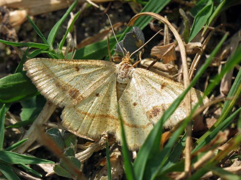Isturgia arenacearia (Denis & Schiffermuller, 1775)